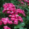 Crataegus Laevigata Rosea Flore Pleno - Aubépine -Promos Jardin Bulbes Magasin Crataegus laevigata Rosea Flore Pleno 87241 1