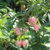 Crinodendron Hookerianum Ada Hoffman - Arbre Aux Lanternes -Promos Jardin Bulbes Magasin Crinodendron hookerianum Ada Hoffman 85068 1
