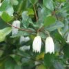 Crinodendron Patagua -Promos Jardin Bulbes Magasin Crinodendron patagua 82650 1