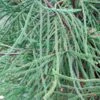 Cèdre Du Japon Araucarioides - Cryptomeria Japonica -Promos Jardin Bulbes Magasin Cryptomeria japonica Araucarioides 87744 1