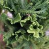 Cèdre Du Japon Cristata - Cryptomeria Japonica -Promos Jardin Bulbes Magasin Cryptomeria japonica Cristata 87747 1