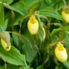 Cypripedium Kristi Lyn - Sabot De Vénus Hybride -Promos Jardin Bulbes Magasin Cypripedium Kristi Lyn Sabot de Venus hybride copyright 173610 1