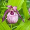 Cypripedium Lucy Pinkepank - Orchidée De Jardin Hybride, Sabot De Vénus -Promos Jardin Bulbes Magasin Cypripedium Lucy Pinkepank copyright 17362 1