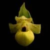 Cypripedium Flavum - Sabot De Vénus Jaune Pâle -Promos Jardin Bulbes Magasin Cypripedium flavum 80352 1