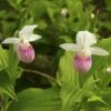 Cypripedium Reginae - Sabot De Venus -Promos Jardin Bulbes Magasin Cypripedium reginae 8159 1
