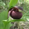 Cypripedium Smithii - Sabot De Vénus Rouge Pourpre -Promos Jardin Bulbes Magasin Cypripedium smithii 80349 1