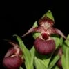 Cypripedium Tibeticum - Sabot De Vénus Rouge Pourpre -Promos Jardin Bulbes Magasin Cypripedium tibeticum 80350 1