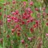 Genêt à Balais - Cytisus Boskoop Ruby 2 Genêt à Balais - Cytisus Boskoop Ruby -Promos Jardin Bulbes Magasin Cytisus Boskoop Ruby 781591 1