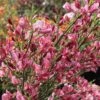 Genêt - Cytisus Hollandia -Promos Jardin Bulbes Magasin Cytisus Hollandia 100091 1