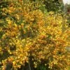 Genêt - Cytisus Scoparius Palette -Promos Jardin Bulbes Magasin Cytisus Palette 100093 1
