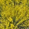 Genêt Précoce - Cytisus Praecox Allgold 2 Genêt Précoce - Cytisus Praecox Allgold -Promos Jardin Bulbes Magasin Cytisus praecox Allgold 781597 1