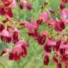 Genêt à Balais - Cytisus Scoparius Burkwoodii -Promos Jardin Bulbes Magasin Cytisus scoparius Burkwoodii 88107 1 1