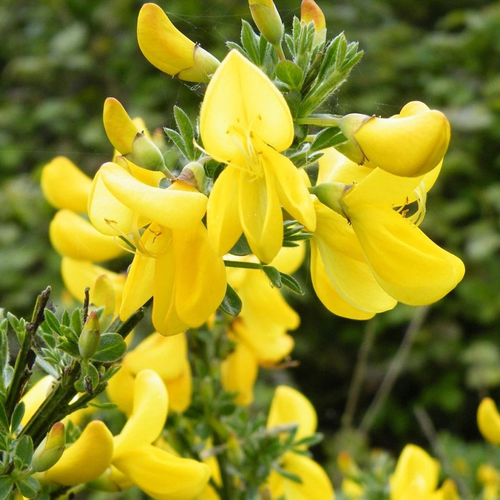 Genêt à Balais - Cytisus Scoparius Vanesse 3 Genêt à Balais - Cytisus Scoparius Vanesse