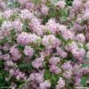 Deutzia Hybride Mont Rose - Deutzie -Promos Jardin Bulbes Magasin DEUTZIA HYBRIDA MONT ROSE 781601 1