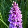 Dactylorhiza Maculata, Orchis Tacheté - Orchidée Terrestre Et Vivace -Promos Jardin Bulbes Magasin Dactylorhiza maculata 8161 1