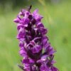 Dactylorhiza Majalis - Orchis De Mai Ou à Feuilles Larges -Promos Jardin Bulbes Magasin Dactylorhiza majalis 8893 1