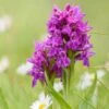 Dactylorhiza Purpurella, Orchis Pourpre - Orchidée Vivace De Jardin -Promos Jardin Bulbes Magasin Dactylorhiza purpurella copyright 8163111 1