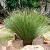 Dasylirion Serratifolium - Dasylire, Sotol -Promos Jardin Bulbes Magasin Dasylirion serratifolium 89891 1
