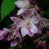 Deutzia Perle Rose - Deutzie -Promos Jardin Bulbes Magasin Deutzia Perle Rose 7819 1