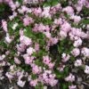 Deutzia Elegantissima Rosealind -Promos Jardin Bulbes Magasin Deutzia Rosealind 84046 1