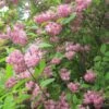 Deutzia Hybrida Strawberry Fields - Deutzie -Promos Jardin Bulbes Magasin Deutzia Strawberry Fields 781602 1