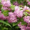 Deutzia Tourbillon Rouge En Pot De 2/3L -Promos Jardin Bulbes Magasin Deutzia Tourbillon Rouge 83099 1