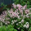 Deutzia Yuki Cherry Blossom -Promos Jardin Bulbes Magasin Deutzia Yuki Cherry Blossom 82338 1