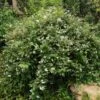 Deutzia Rosea Campanulata -Promos Jardin Bulbes Magasin Deutzia rosea Campanulata 84047 1