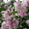 Deutzia Scabra Plena - Deutzie -Promos Jardin Bulbes Magasin Deutzia scabra Plena 84049 1