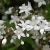 Deutzia Setchuenensis Corymbiflora -Promos Jardin Bulbes Magasin Deutzia setchuenensis corymbiflora NOBLE 84050 1