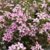 Diosma Pink Diamond -Promos Jardin Bulbes Magasin Diosma Pink diamond IF 166510 1