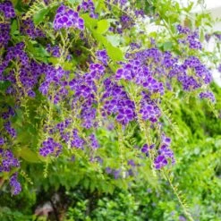 Duranta Repens Ou Erecta - Vanillier De Cayenne