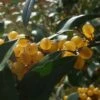 Elaeagnus Umbellata Fortunella - Goumi Du Japon