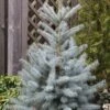 Epicéa Bleu - Picea Pungens Edith -Promos Jardin Bulbes Magasin Epicea bleu Picea pungens Edith IF 19069 1