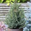 Epinette Blanche - Picea Glauca Biesenthaler Frühling -Promos Jardin Bulbes Magasin Epinette blanche Picea glauca Biesenthaler Fruhling IF 19067 1