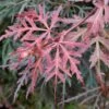Erable Du Japon - Acer Palmatum Dissectum Orangeola -Promos Jardin Bulbes Magasin Erable du Japon Acer palmatum Dissectum Orangeola IF 18995 1