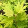 Erable Du Japon - Acer Palmatum Summer Gold 1 Erable Du Japon - Acer Palmatum Summer Gold -Promos Jardin Bulbes Magasin Erable du japon acer palmatum summer gold copyright 8392611 1