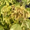 Erable Plane - Acer Platanoides Drummondii -Promos Jardin Bulbes Magasin Erable plane Acer platanoides Drummondii copyright 8392911 1