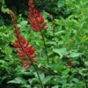 Erythrina X Bidwillii - Arbre Corail 2 Erythrina X Bidwillii - Arbre Corail -Promos Jardin Bulbes Magasin Erythrina x Bidwilli 83309 1