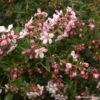 Escallonia Apple Blossom 1 Escallonia Apple Blossom -Promos Jardin Bulbes Magasin Escallonia Apple Blossom 82634 1