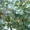 Eucalyptus Cinerea - Gommier Cendré -Promos Jardin Bulbes Magasin Eucalyptus cinerea Gommier cendre copyright 18468 1