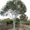 Eucalyptus Niphophila - Gommier Des Neiges 1 Eucalyptus Niphophila - Gommier Des Neiges -Promos Jardin Bulbes Magasin Eucalyptus niphophila 83311 1
