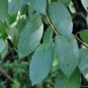 Eucalyptus Stellulata -Promos Jardin Bulbes Magasin Eucalyptus stellulata IF 16246 1