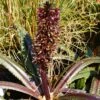 Eucomis Freckles - Eucomide Panachée -Promos Jardin Bulbes Magasin Eucomis Freckles V 5029 1
