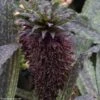 Eucomis Vandermerwei Octopus -Promos Jardin Bulbes Magasin Eucomis vandermerwei Octopus Credit Photo Nathalie Pasquel MAP 51275 1