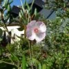 Eucryphia Lucida Pink Cloud 1 Eucryphia Lucida Pink Cloud -Promos Jardin Bulbes Magasin Eucryphia lucida Pink cloud Eucryphia luisant 16662 1