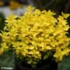 Euonymus Fortunei Goldy - Fusain Persistant -Promos Jardin Bulbes Magasin Euonymus fortunei Goldy 88799 1