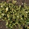Euonymus Fortunei Sunspot - Fusain Persistant -Promos Jardin Bulbes Magasin Euonymus fortunei Sunspot 84066 1