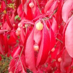 Euonymus Grandiflorus Red Wine - Fusain