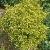 Euonymus Japonicus Aureomarginatus - Fusain Du Japon 1 Euonymus Japonicus Aureomarginatus - Fusain Du Japon -Promos Jardin Bulbes Magasin Euonymus japonicus Aureomarginatus 84069 1
